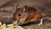 historical-building-pest-preservation-and-protection Experts in St Ignatius